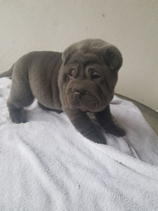 sharpei-blau-pup-10-1573388566.jpg