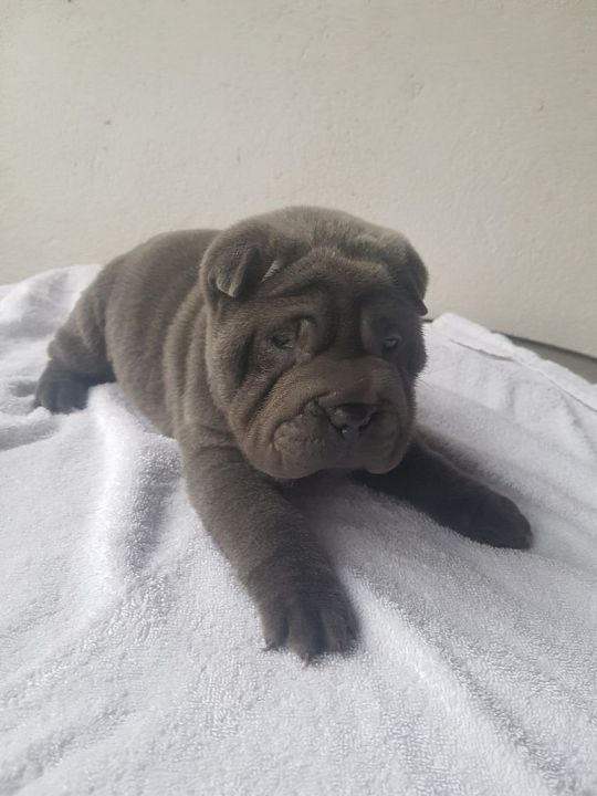 sharpei-blau-pup-1573388574.jpg