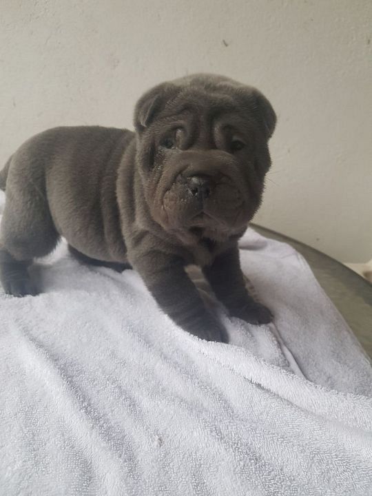 sharpei-blau-pup2-1573388584.jpg