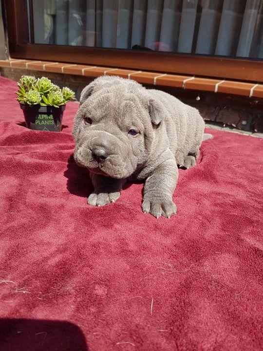 sharpei-lilac-pup-1573388594.jpg