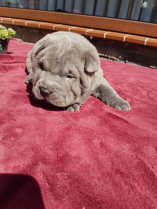 sharpei-lilac-pup1-1573388608.jpg