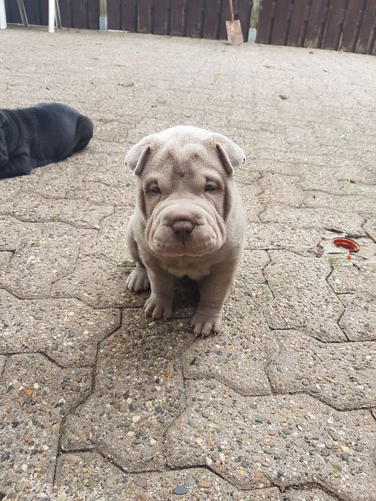 sharpei-lilac-reu-3-1573388616.jpg